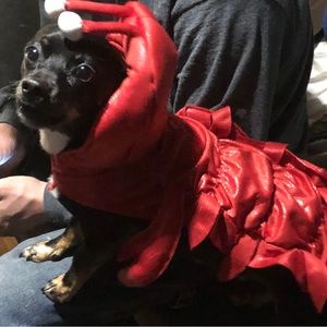 lobster costume for your canine pal – size medium (beagle/standard poodle) – NWT